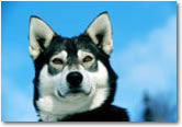 Excursion - Husky Homestead